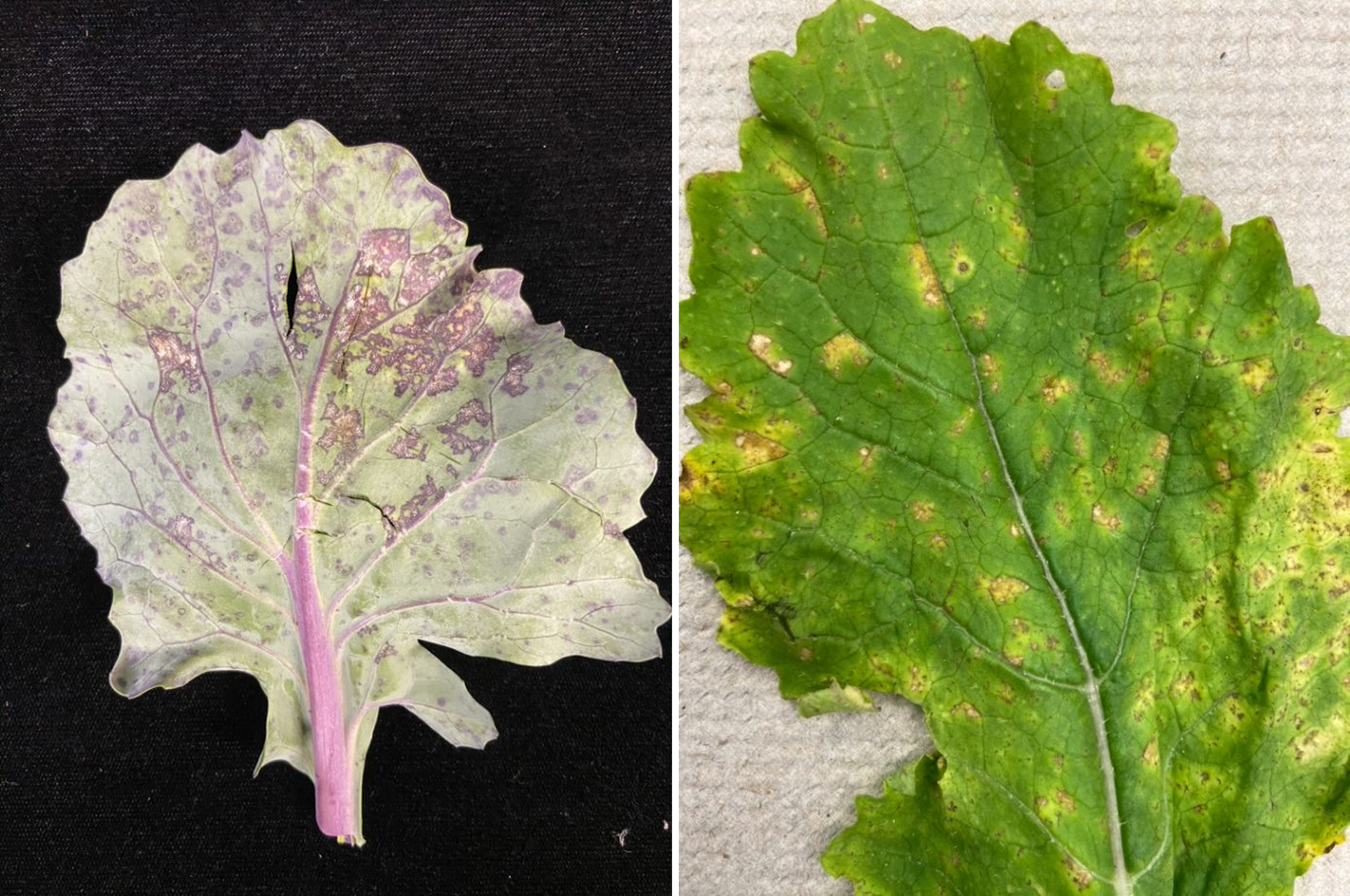 Two leaves with splotches all over them.